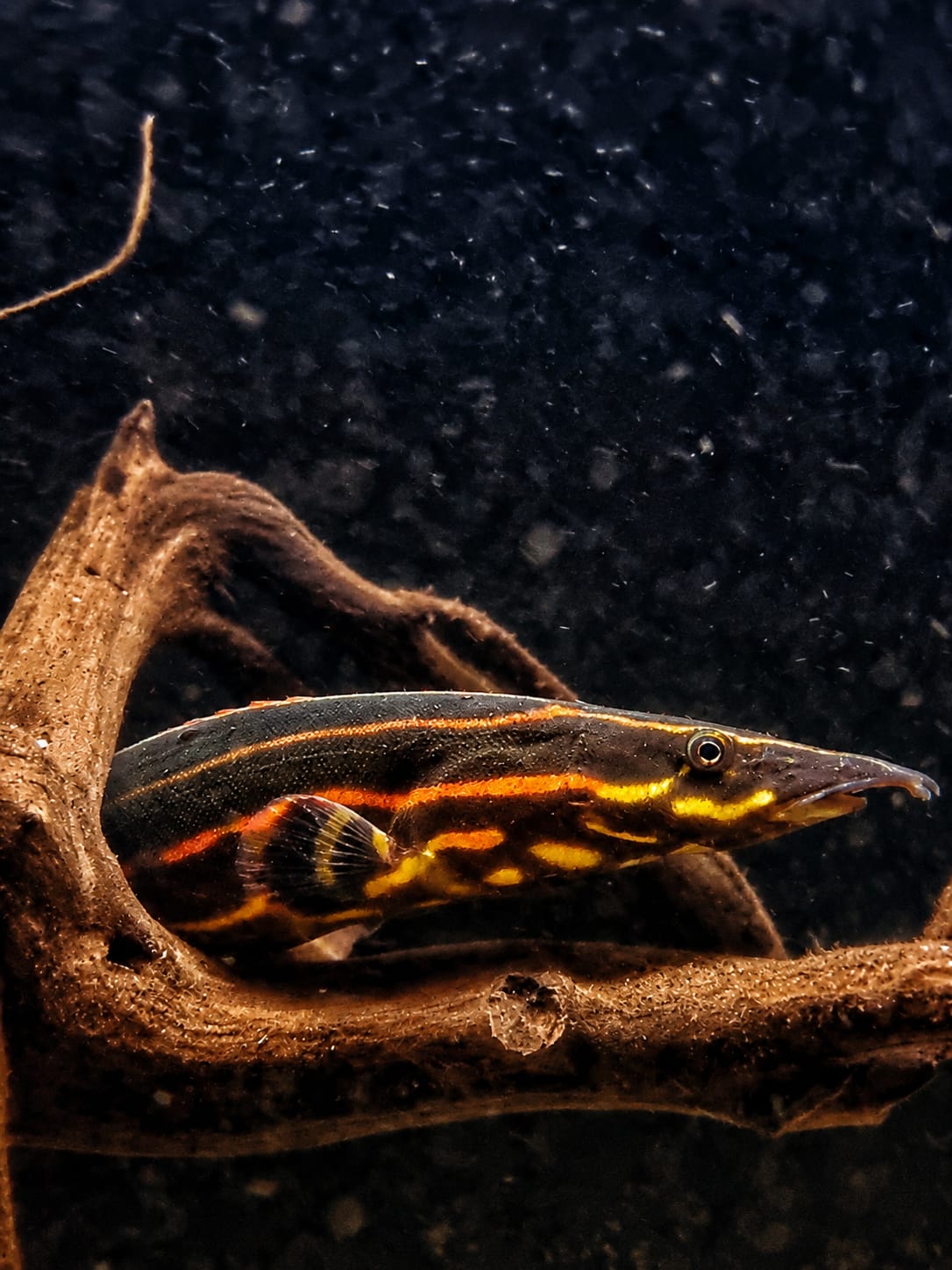Fire Eel