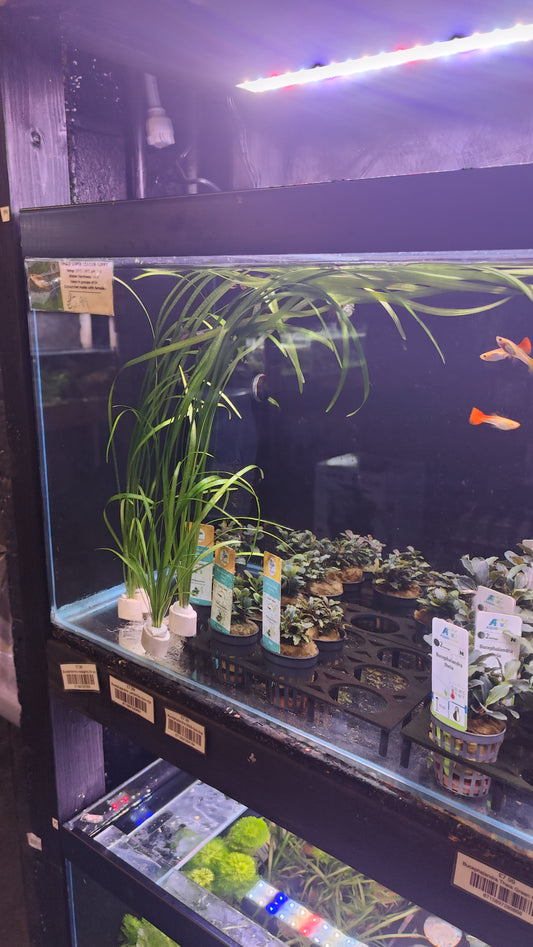 XL Sagittaria Bunch