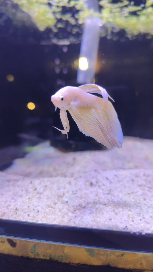 Cheesecake - Male Betta