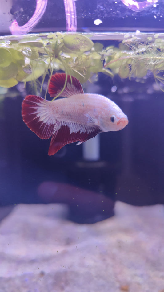 Casper -Male Betta