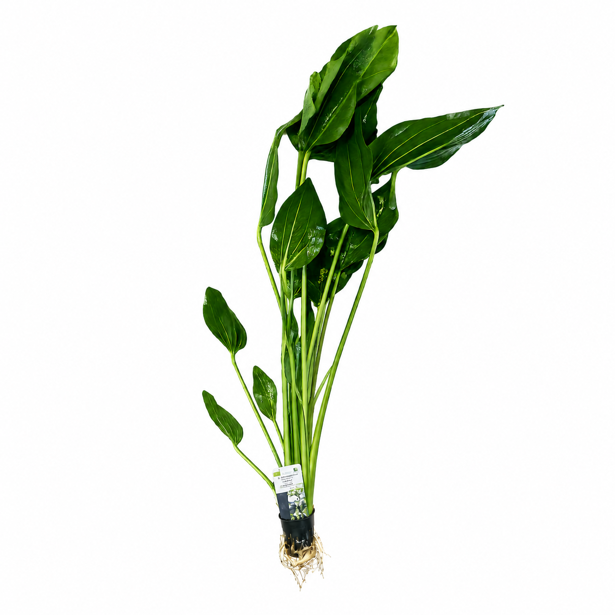 Echinodorus Argentinensis 5cm pot