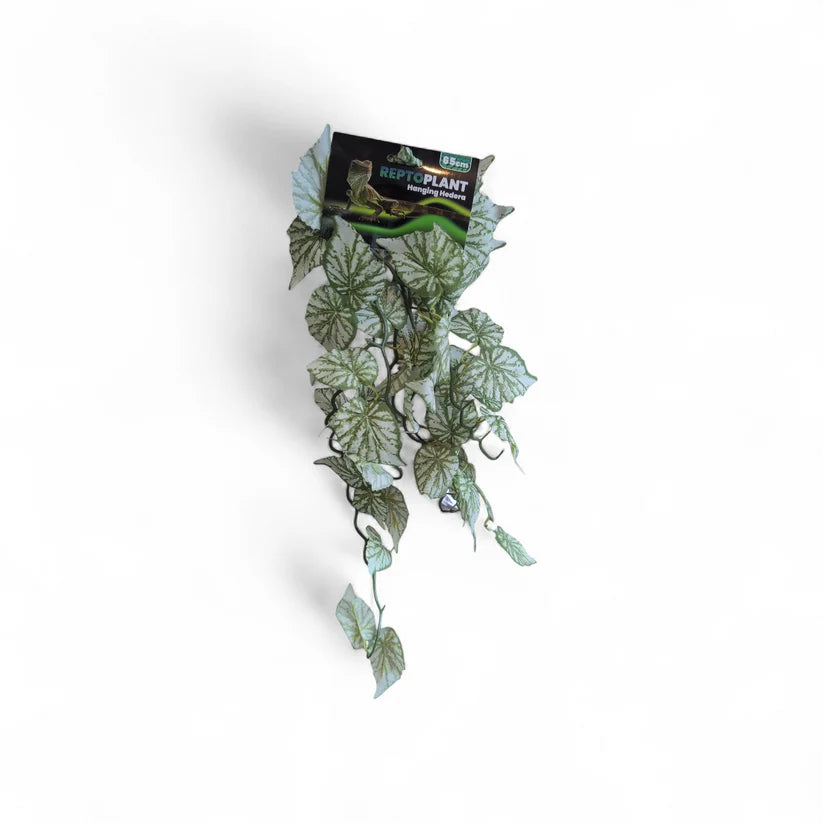 Repto Plant Hanging (Various Types)