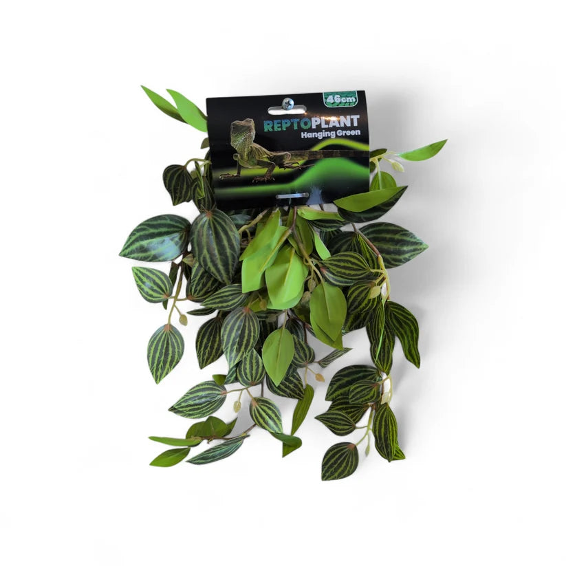 Repto Plant Hanging (Various Types)