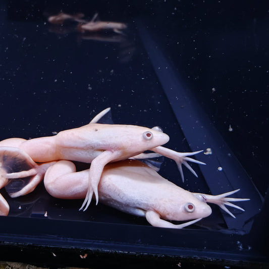 Albino African Clawed Frog