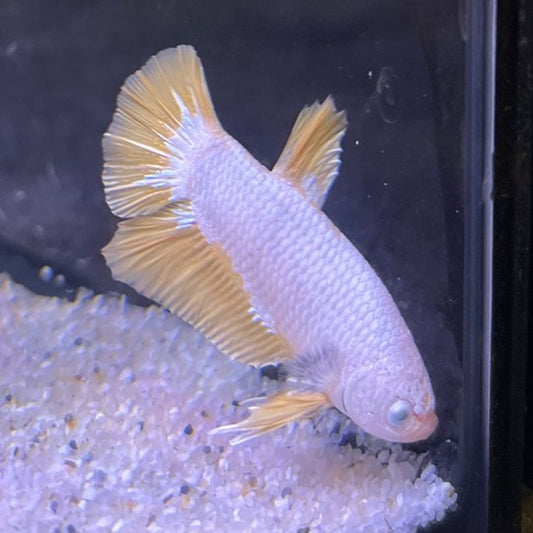 Sunny - Gold Dragon Male Betta
