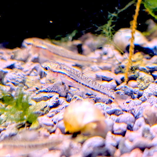 Rosy Loach