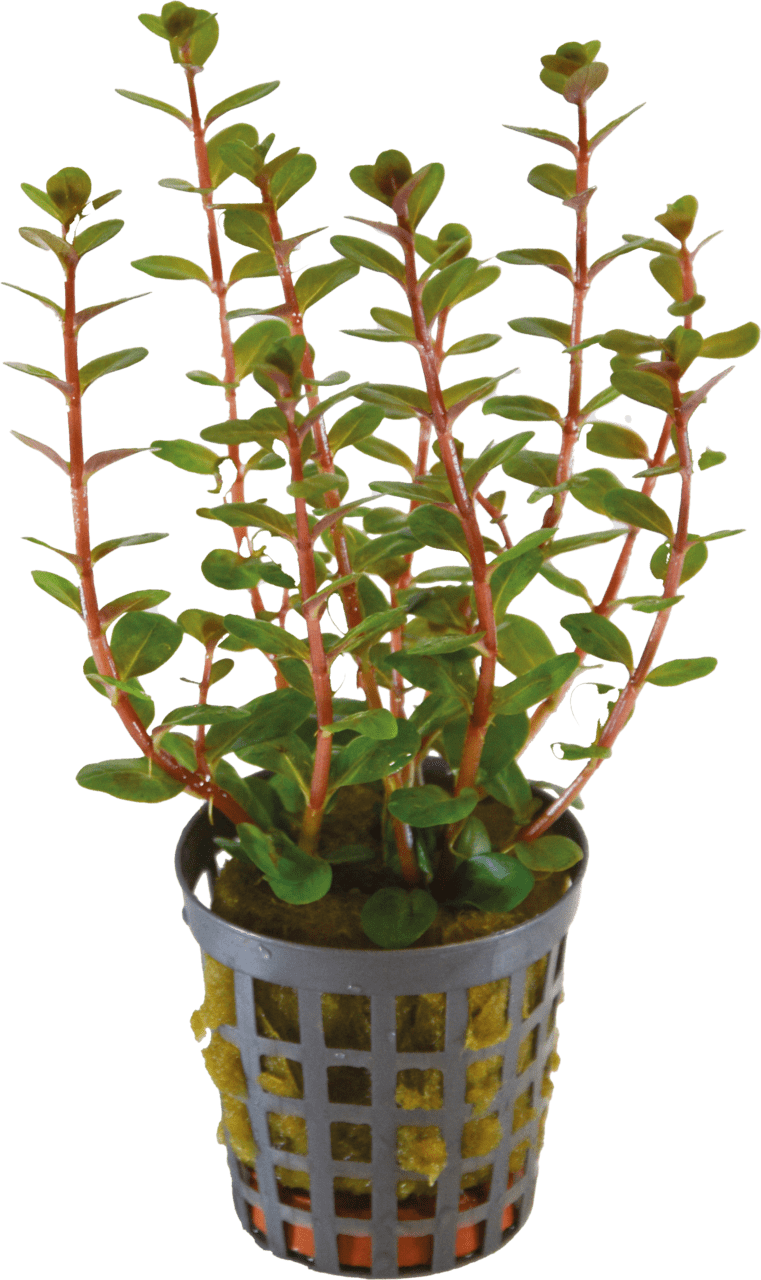 Rotala Blood Red 5cm pot
