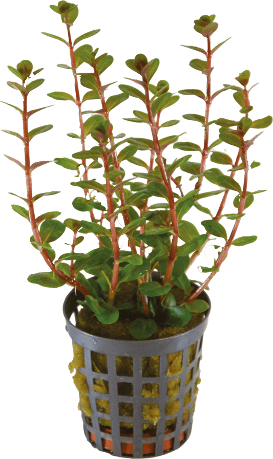Rotala Blood Red 5cm pot