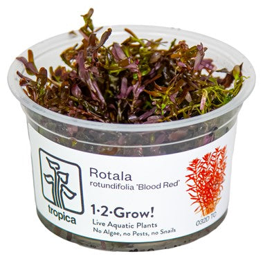 Rotala Rotundifolia 'Blood Red' - Tropica 1-2 Grow