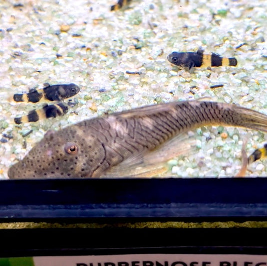 Rubbernose Plec