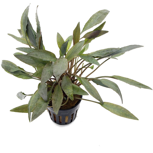 Cryptocoryne Petchii Pink 5cm Pot
