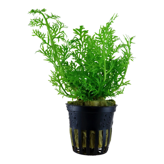 Ceratopteris Cornuta 5cm pot