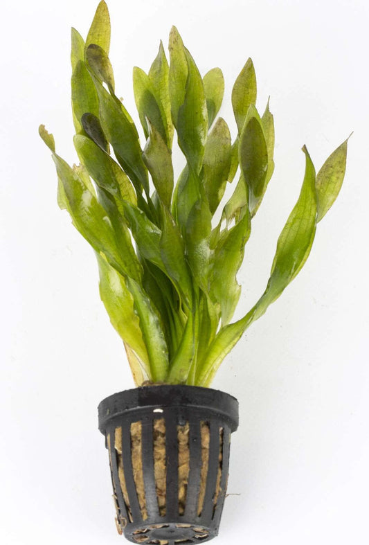 Vallisneria Torta 5cm pot
