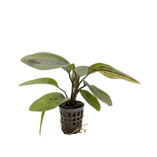 Echinodorus Sunset 5cm pot