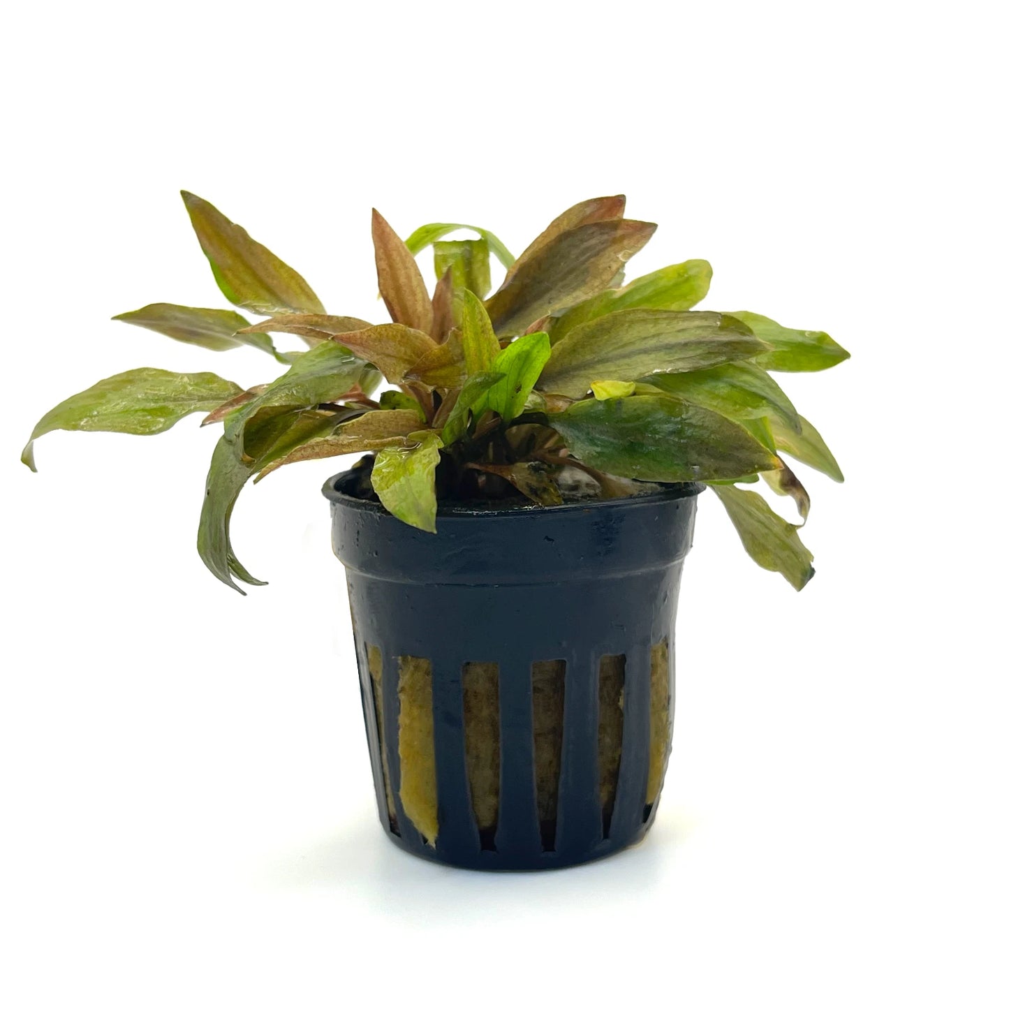 Cryptocoryne Florida Sunset 5cm Pot