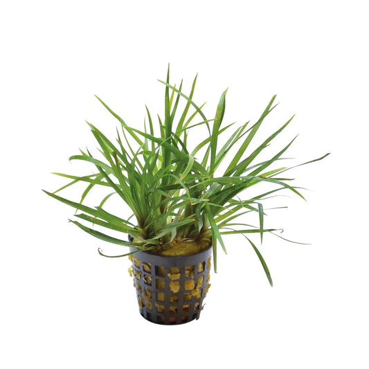Eriocaulon SP. Vietnam 5cm Pot