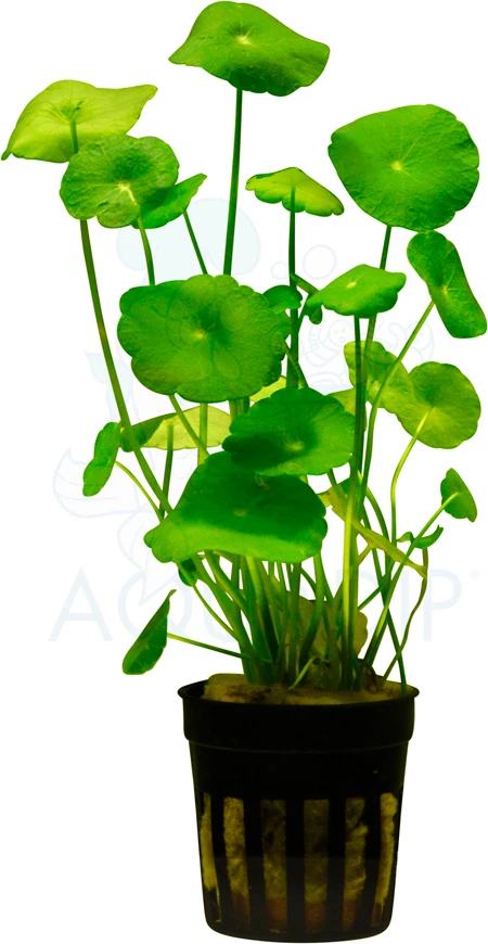 Hydrocotyle Vulgaris 5cm Pot