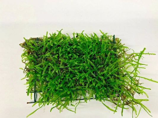 Java Moss on Net Pad