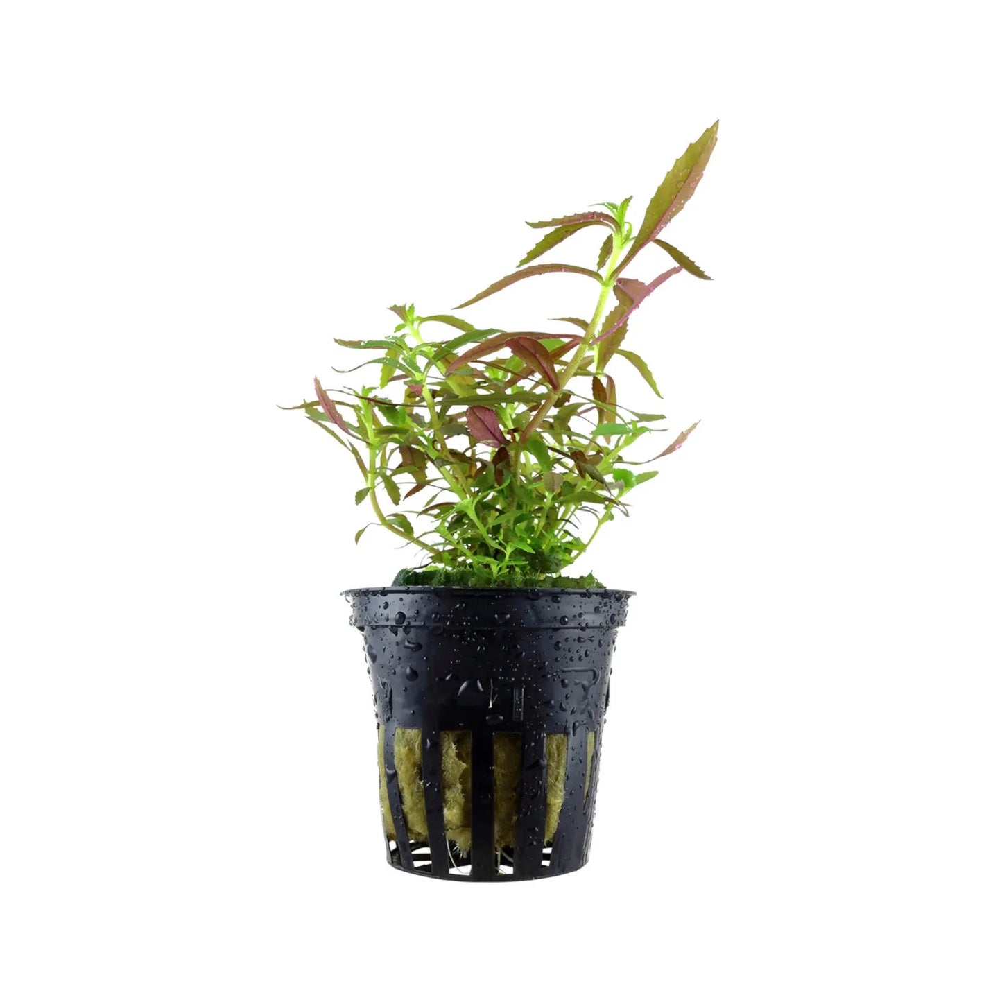 Limnophila Hippuridoides 5cm Pot