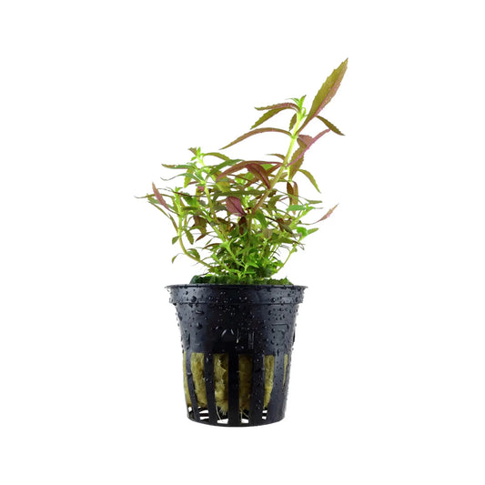 Limnophila Hippuridoides 5cm Pot