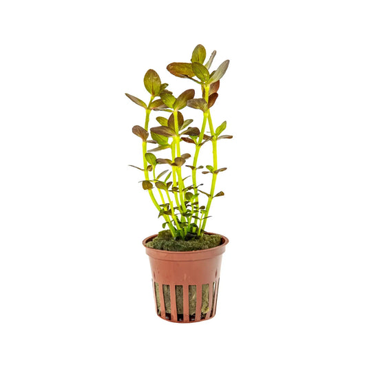 Bacopa Salzmanni Purple 5cm Pot