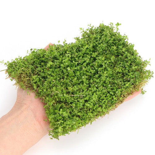 Micranthemum Monte Carlo on Net Pad