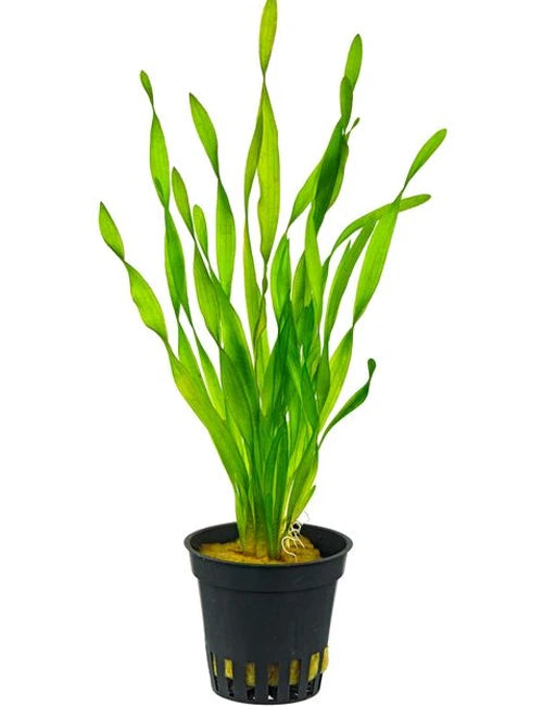 Vallisneria Asiatica 5cm Pot