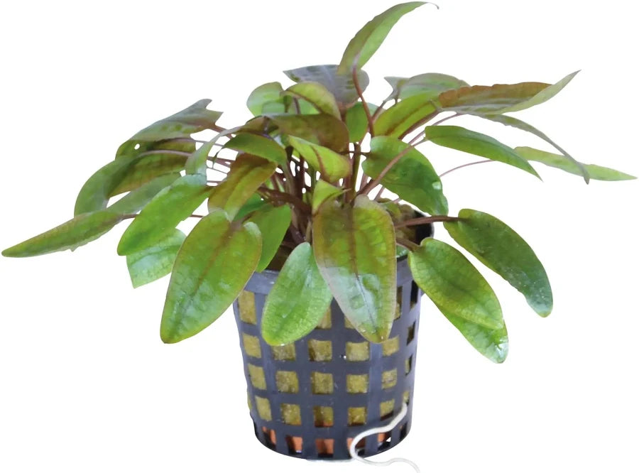 Cryptocoryne Flamingo 5cm