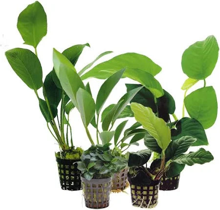 Anubias Mixed 5cm Pot