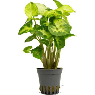 Syngonium Pixii 5cm pot