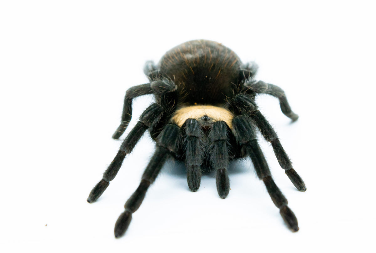 Mexican Golden Red Rump Tarantula