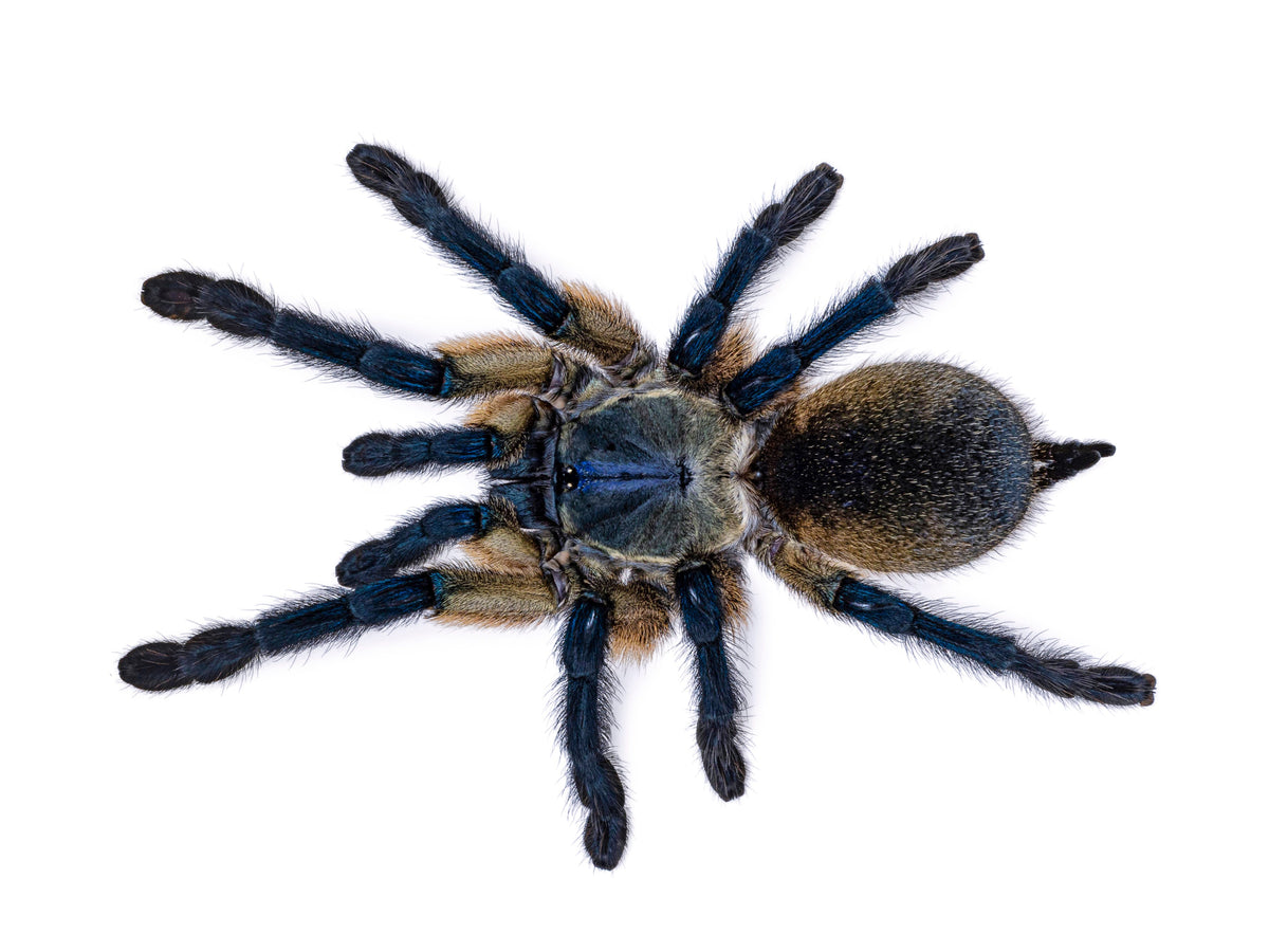 Socotra Island Blue Baboon Tarantula