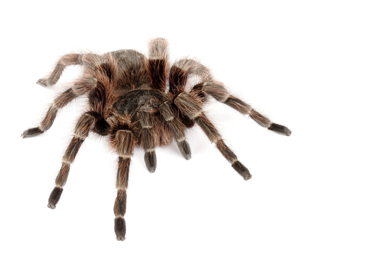 Paraguay Red Hair Tarantula