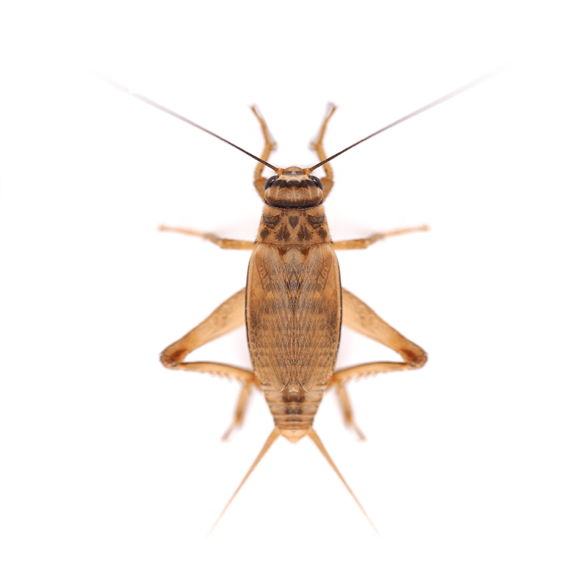 Reptile Live Food: Standard Silent Crickets Pre-Pack