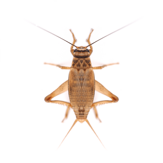 Reptile Live Food: Standard Silent Crickets Pre-Pack