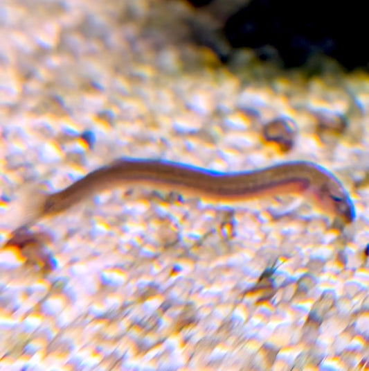 Silver Kuhli Loach