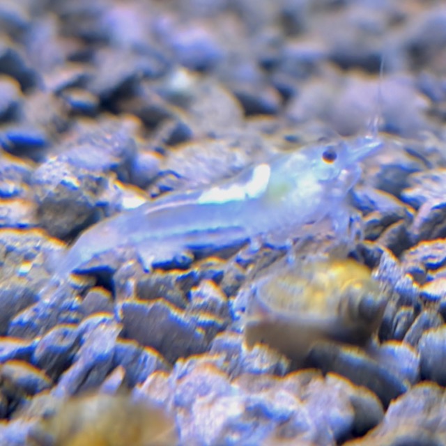 Snowball Shrimp