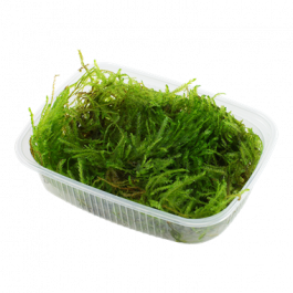 Spiky Moss