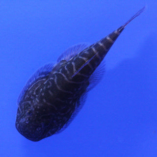 Spotted Hillstream Loach (Borneo Sucker)