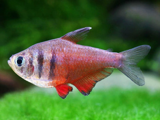 Flame Tetra