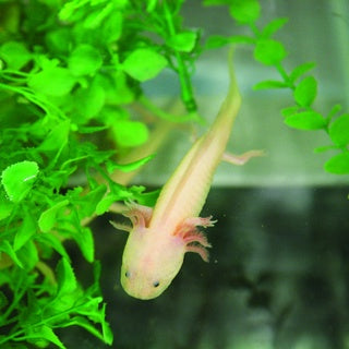 Axolotl Leucistic