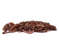 Reptile Live Food: Worms (various sizes)