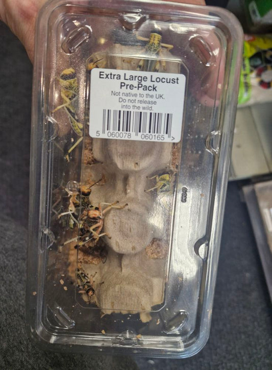 Reptile Live Food: Extra Large Locust Pre-Pack