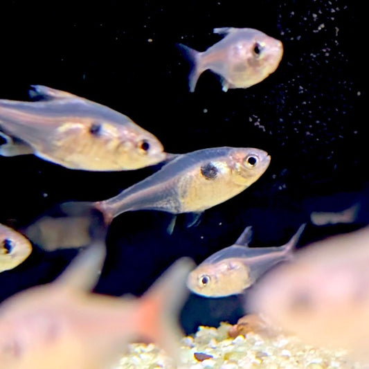 Yellow Phantom Tetra