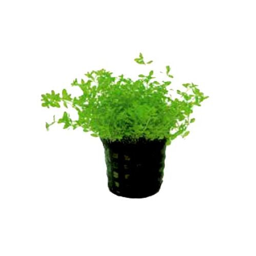 Micranthemum Micranthemoides 5cm pot