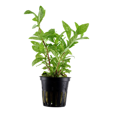 Hygrophila Rosanervig 5cm Pot