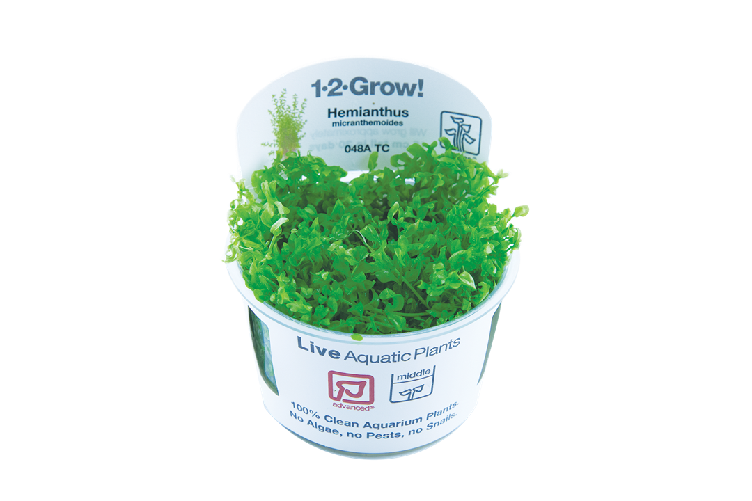 Hemianthus Micranthemoides - Tropica 1-2 Grow