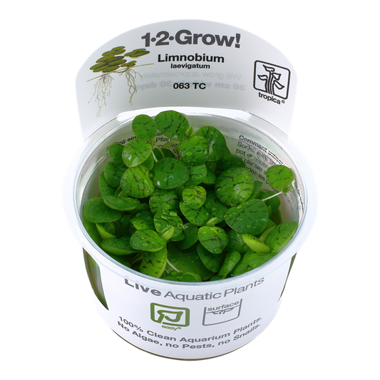 Frogbit - Limnobium Laevigatum - Tropica 1-2 Grow