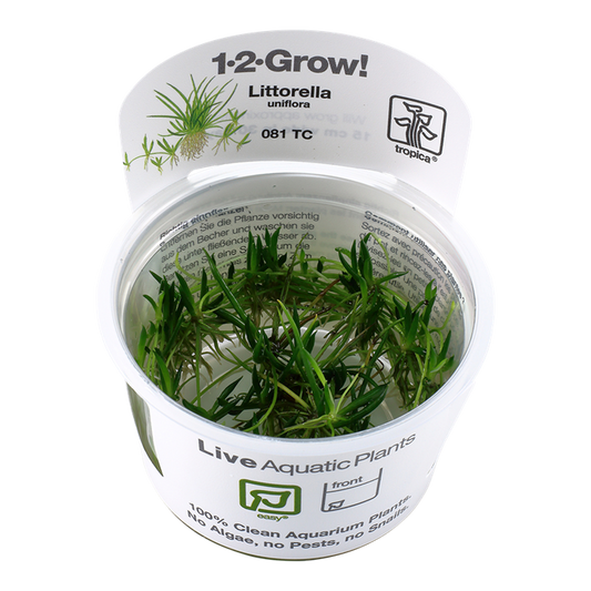 Littorella Uniflora - Tropica 1-2 Grow