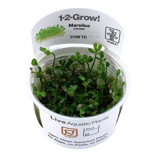 Marsilea Crenata - Tropica 1-2 Grow